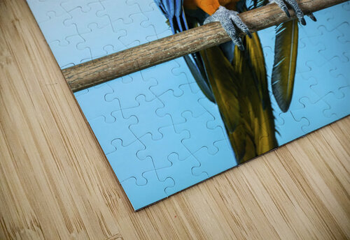 Vibrant Parrot Assaf Frank puzzle
