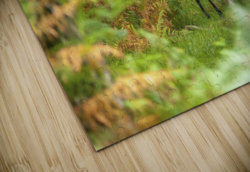 New Forest Nomad Assaf Frank puzzle