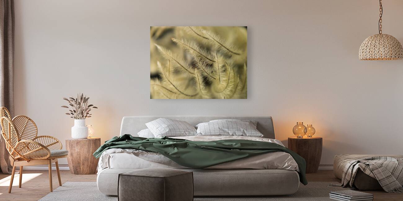 Clematis flower Reproduction