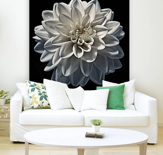 Dahlia flower Reproduction