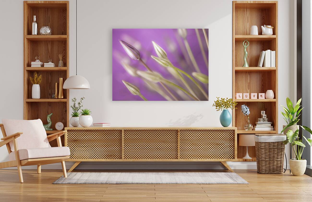 Purple Alliums Reproduction