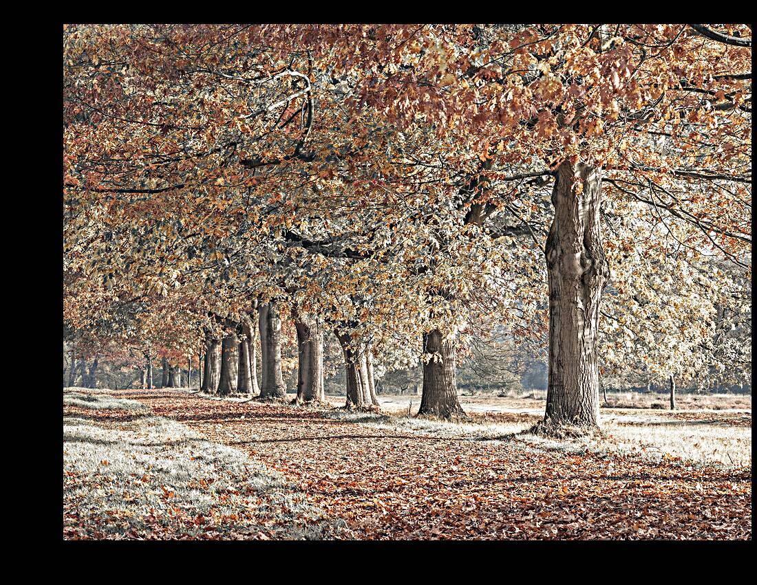Fall Splendor Reproduction