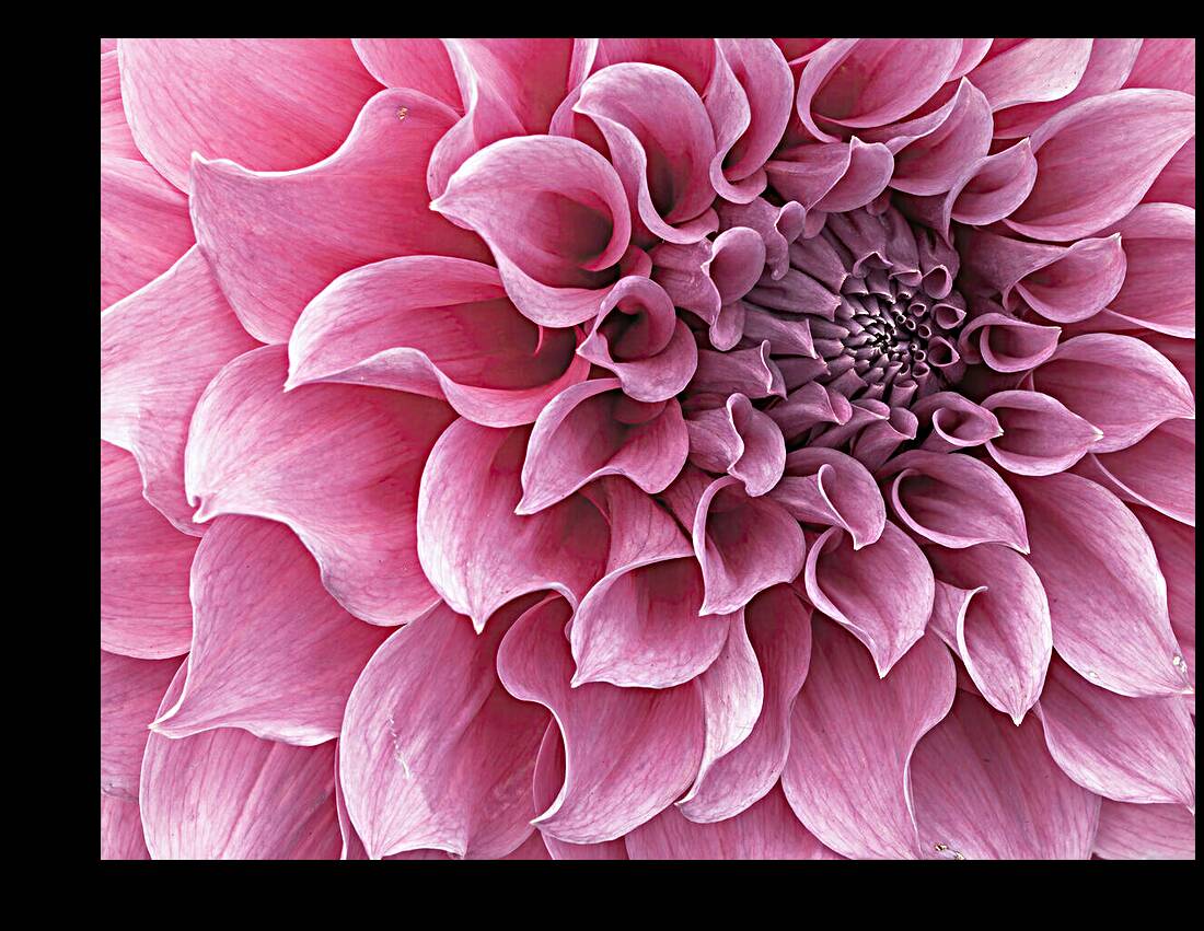 Dahlia Petals Reproduction