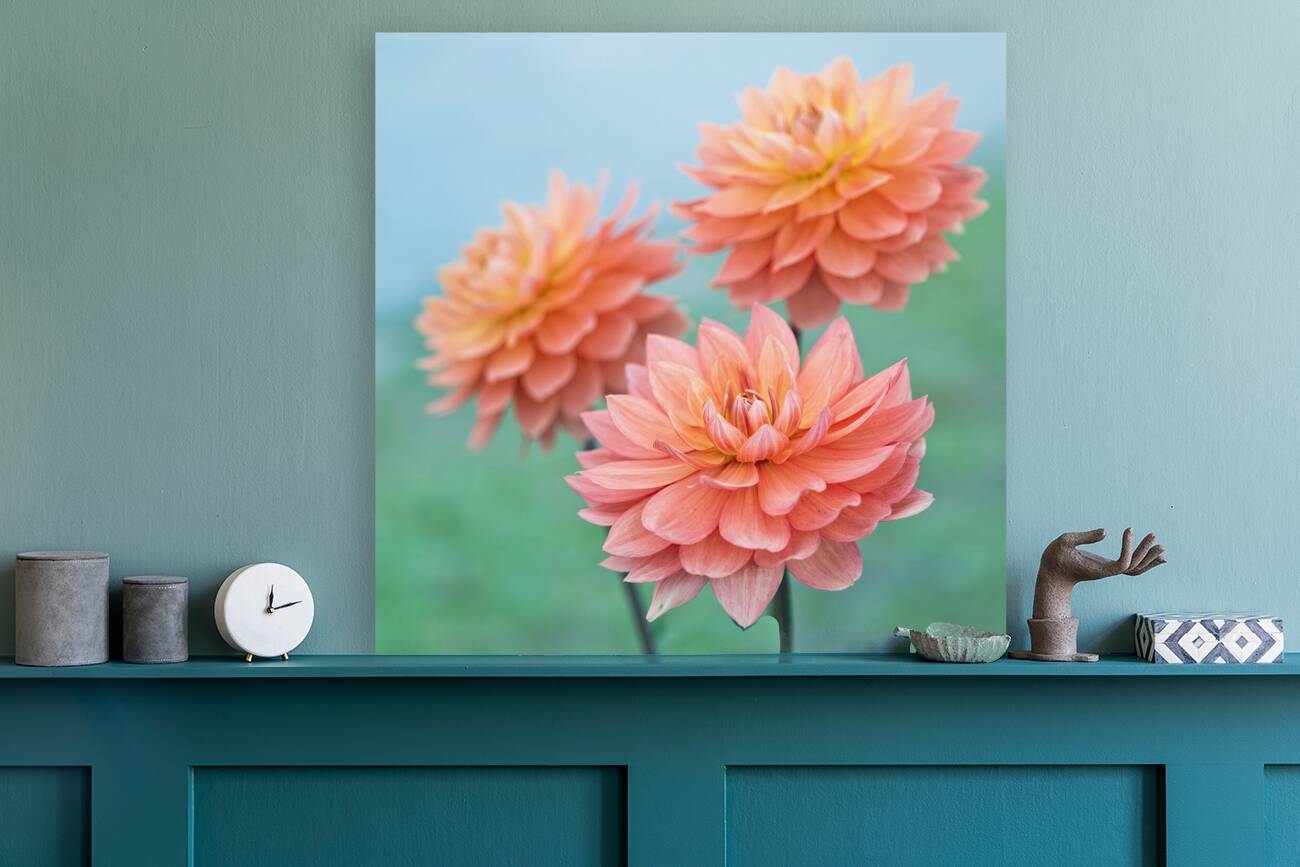 Dahlia Flowers Reproduction