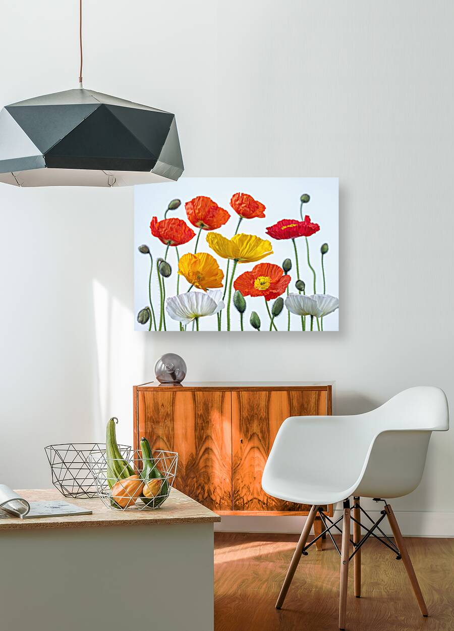 Multi coloured Poppies Reproduction
