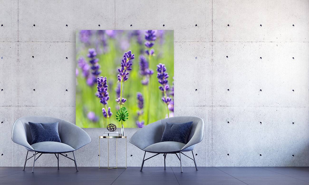 Purple Profusion Reproduction