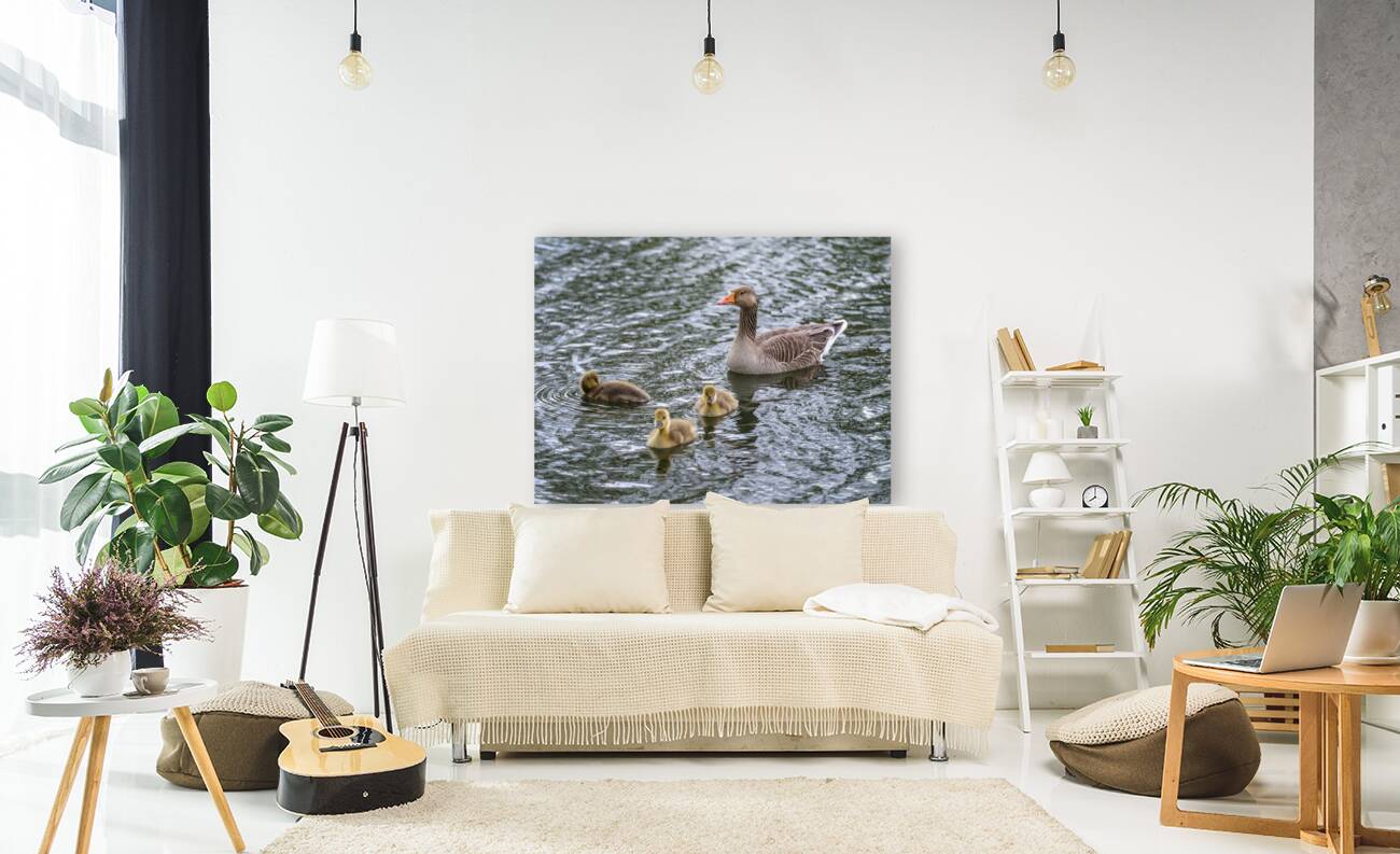 Goslings and Mum Reproduction