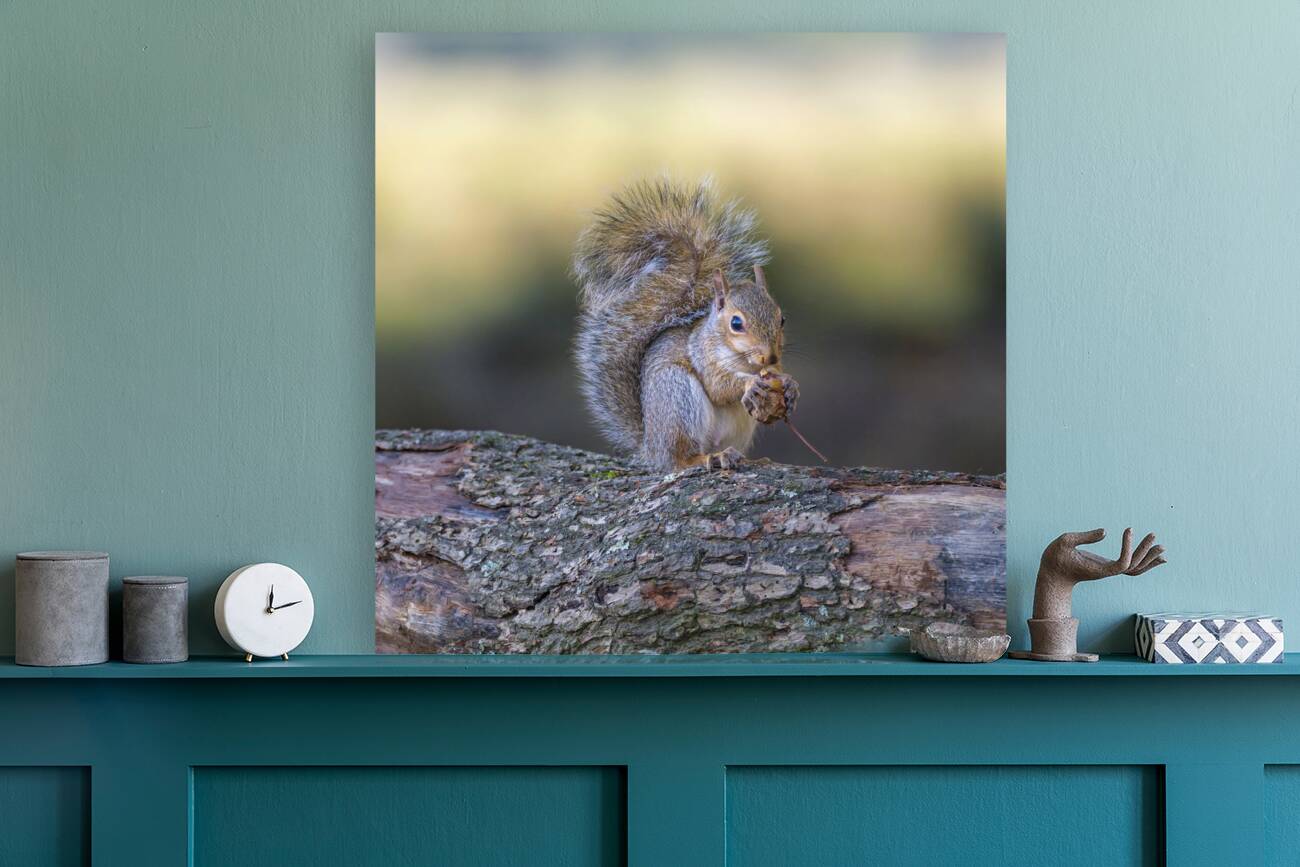 Nut Muncher Reproduction