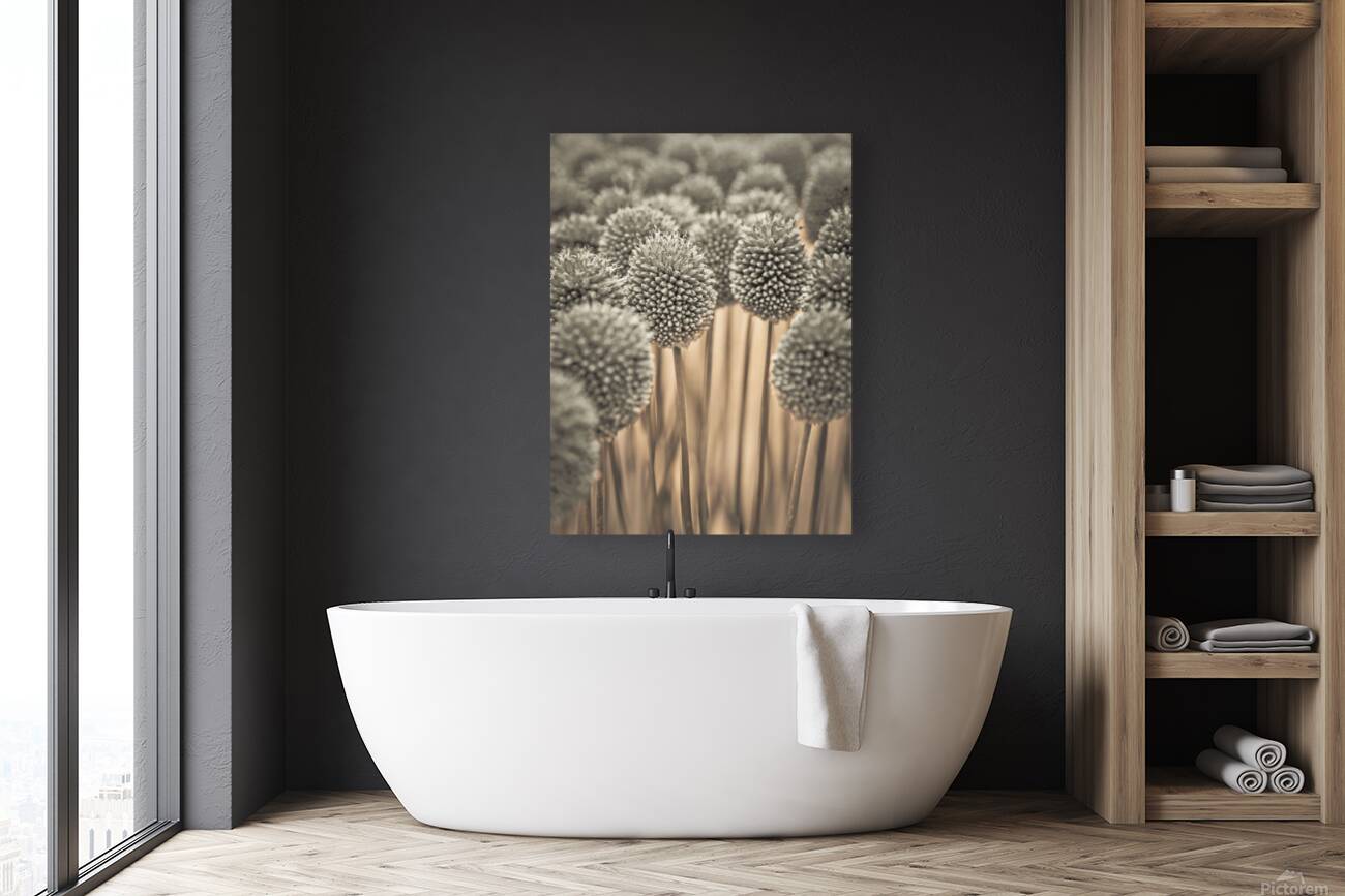 Allium flowers Reproduction