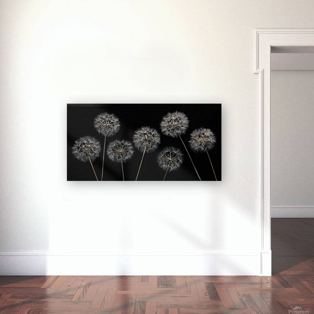 Dandelion Flowers Reproduction