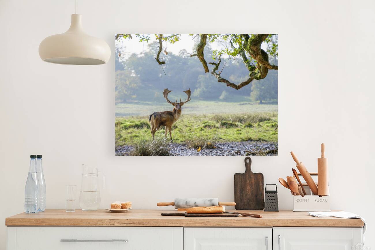 Wild Wanderer Reproduction