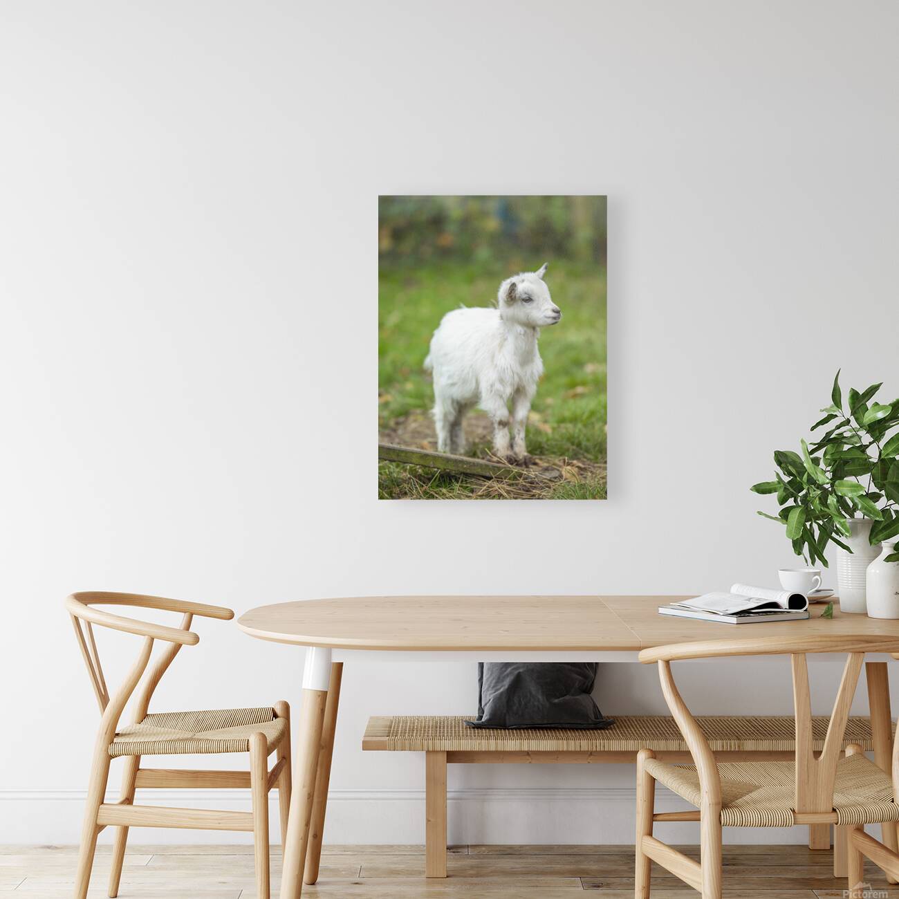 Goat in farm Reproduction