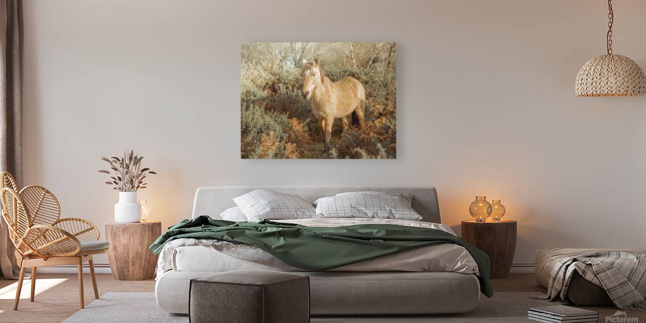 Wild Stallions Reproduction