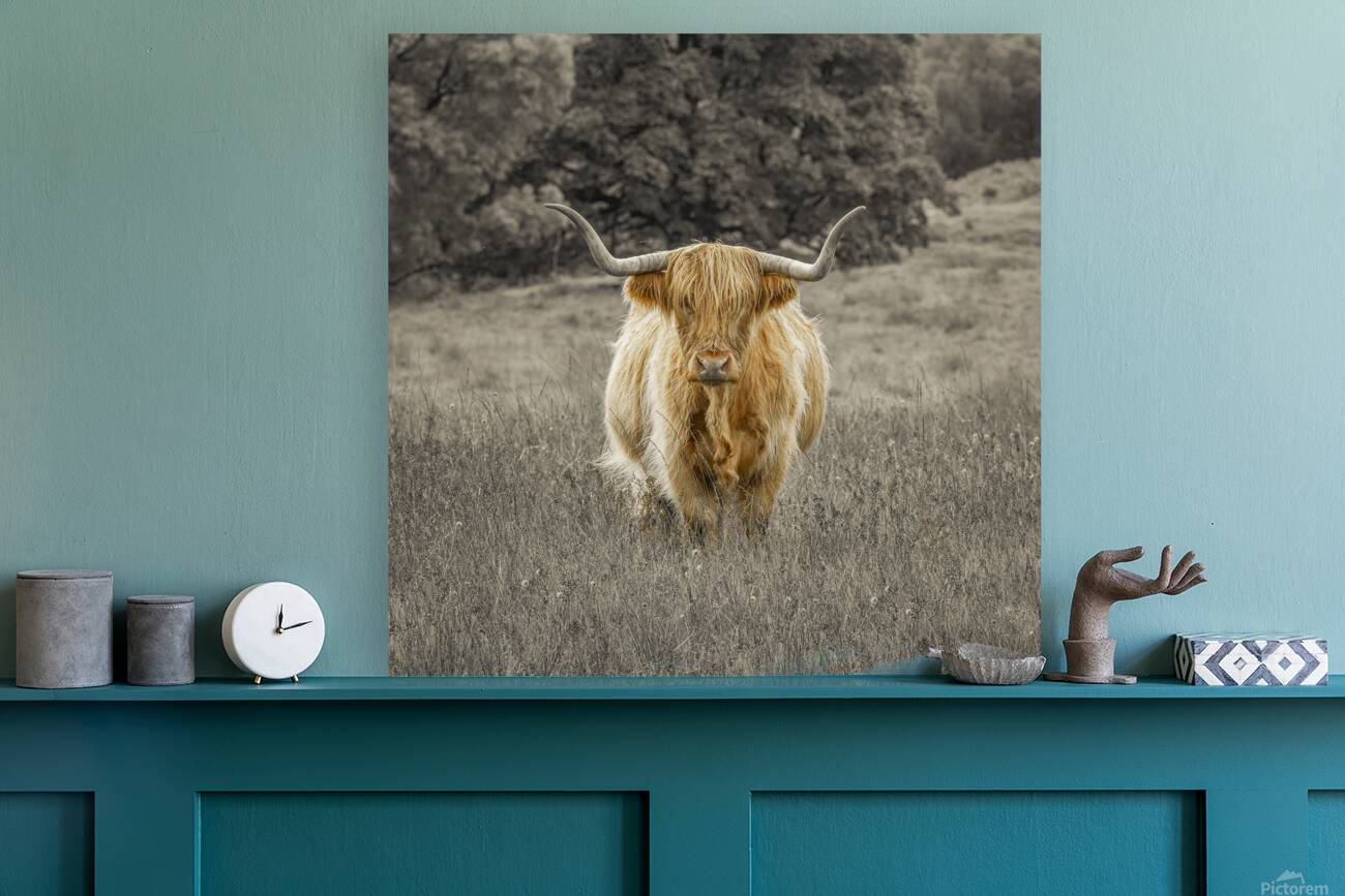 Highland Cow Reproduction