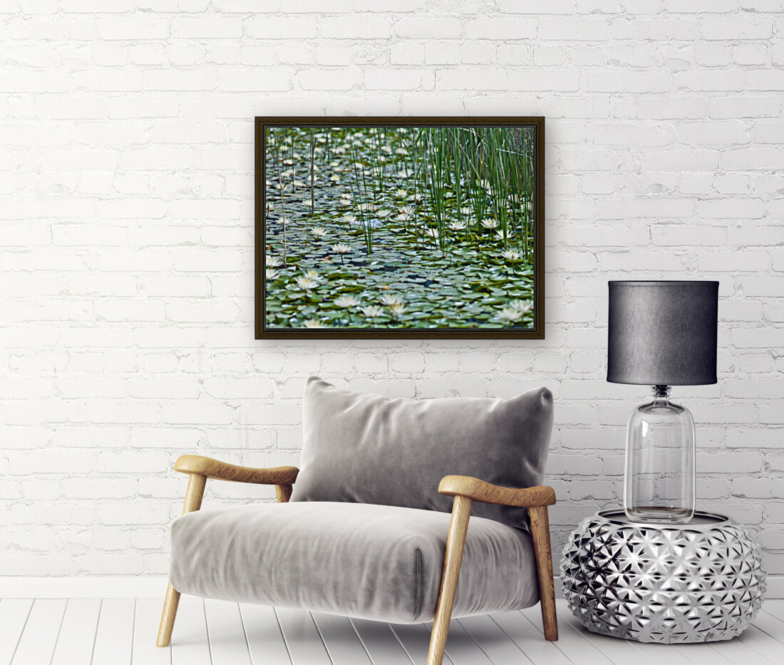 Water Lilies Reproduction