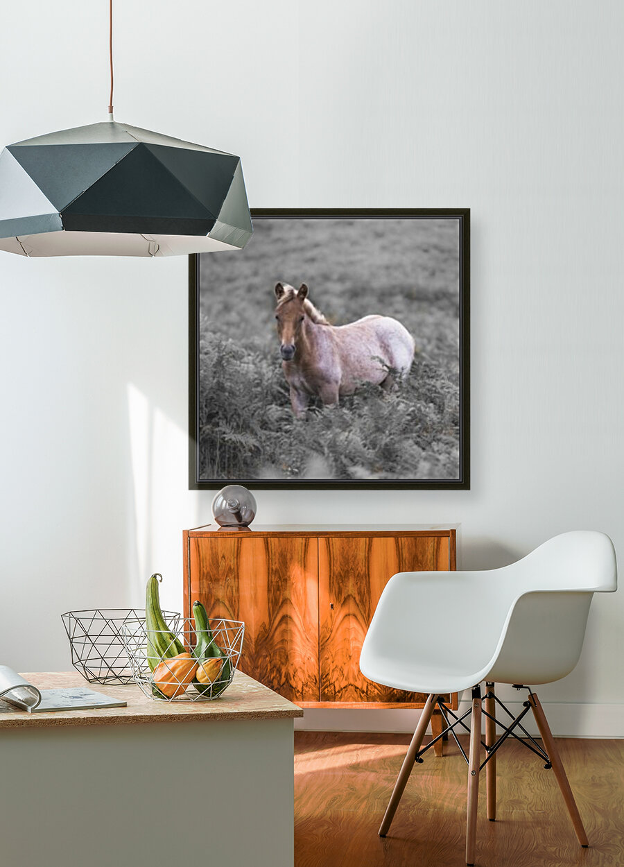 Wild Horses New Forest Reproduction