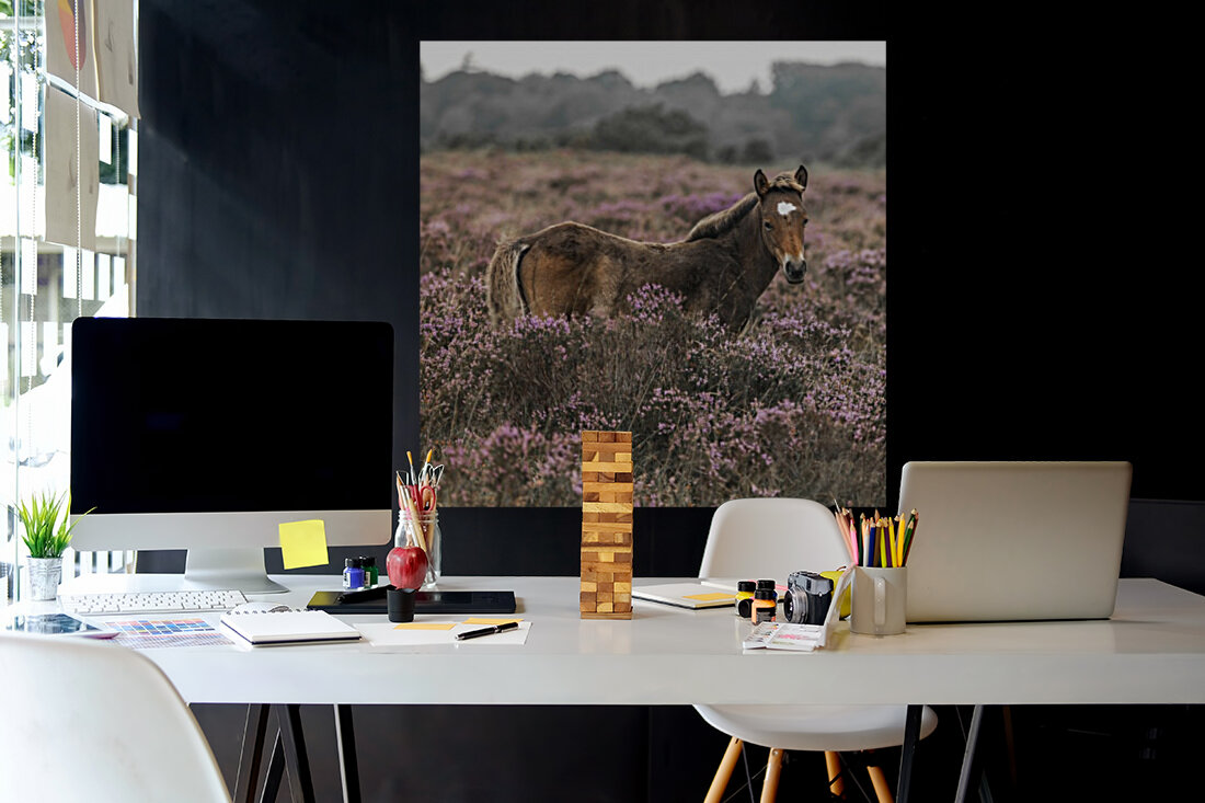 Wild Horses, New Forest Reproduction