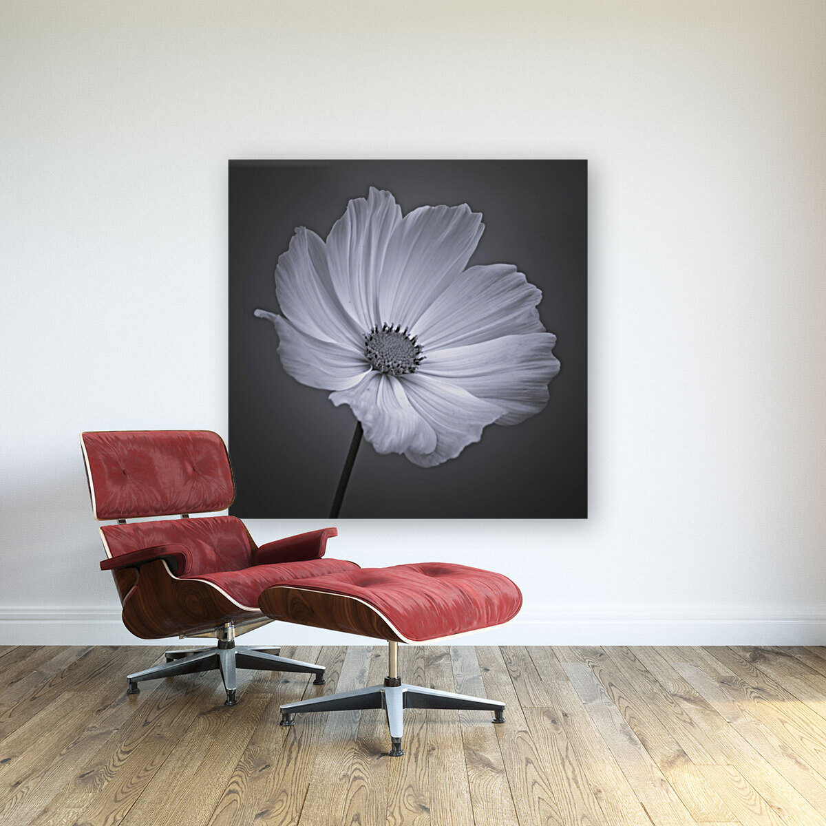Cosmos flower Reproduction