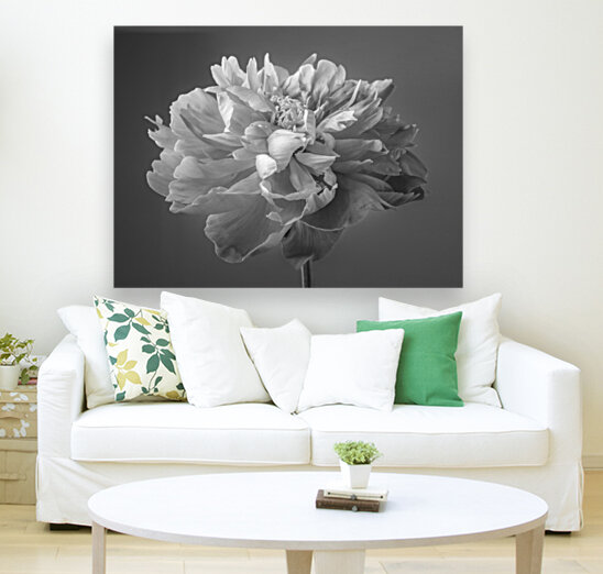 Peony flower Reproduction