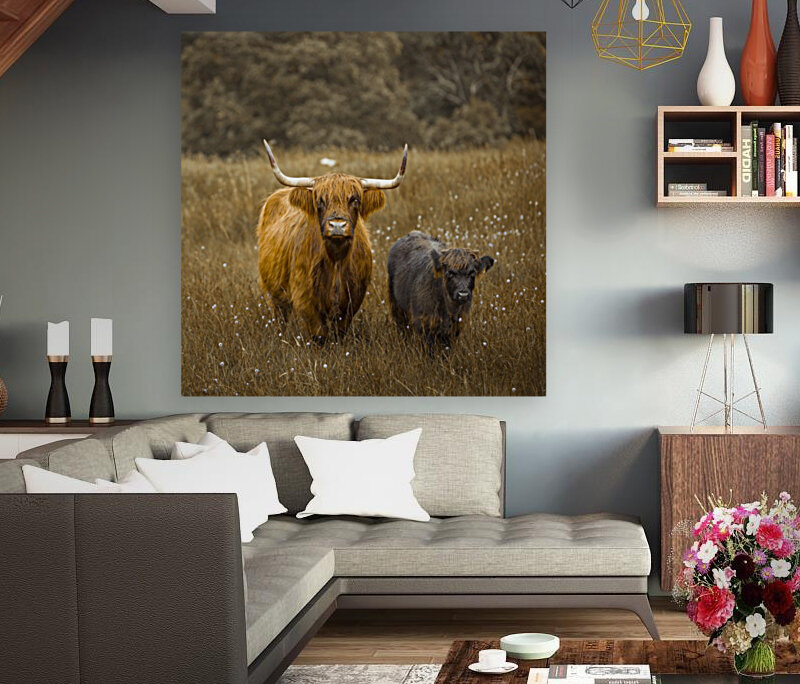 Highland Cows Reproduction