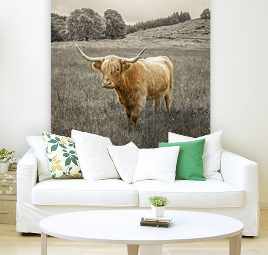 Highland Cows Reproduction