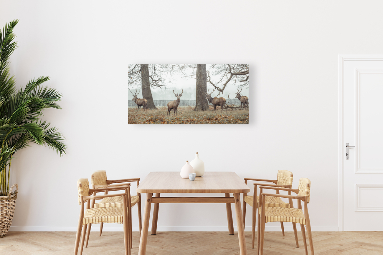 Stags in Forest Reproduction