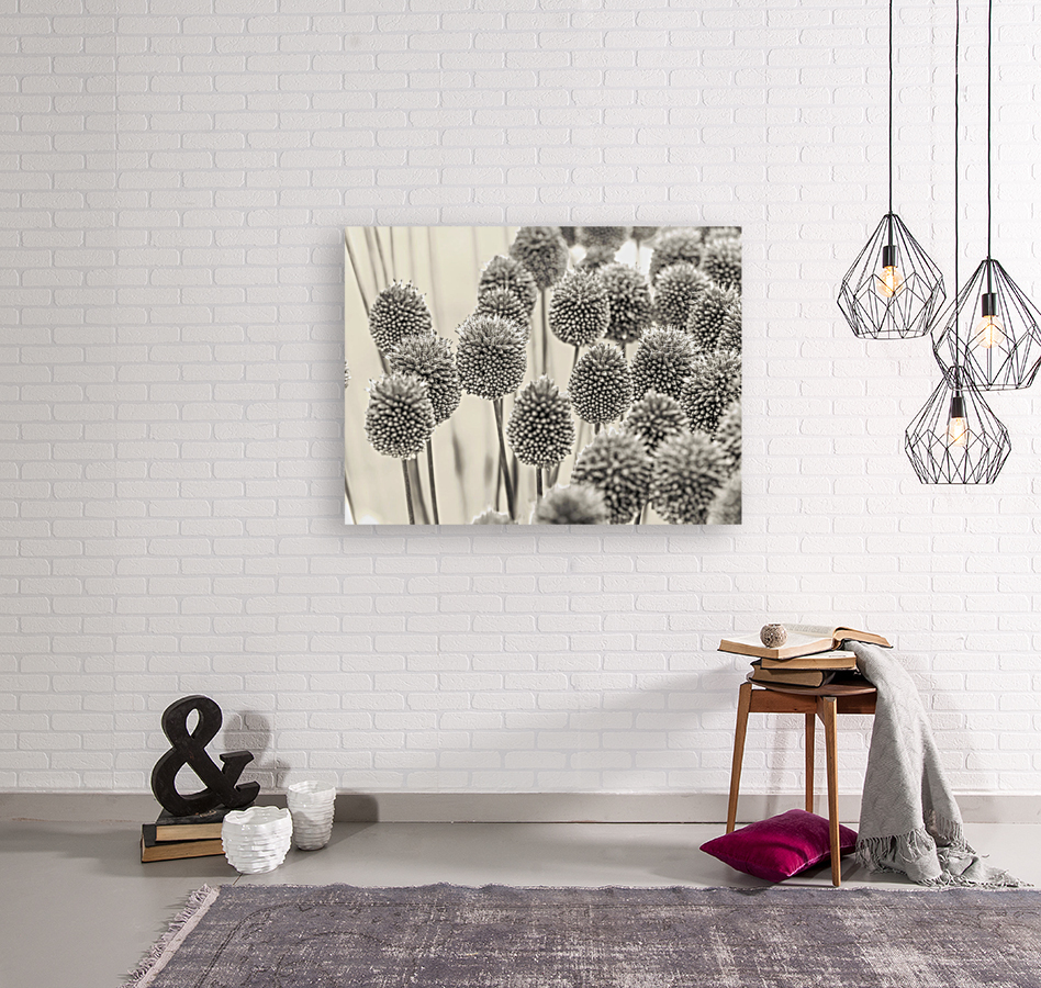 Allium Flowers Reproduction
