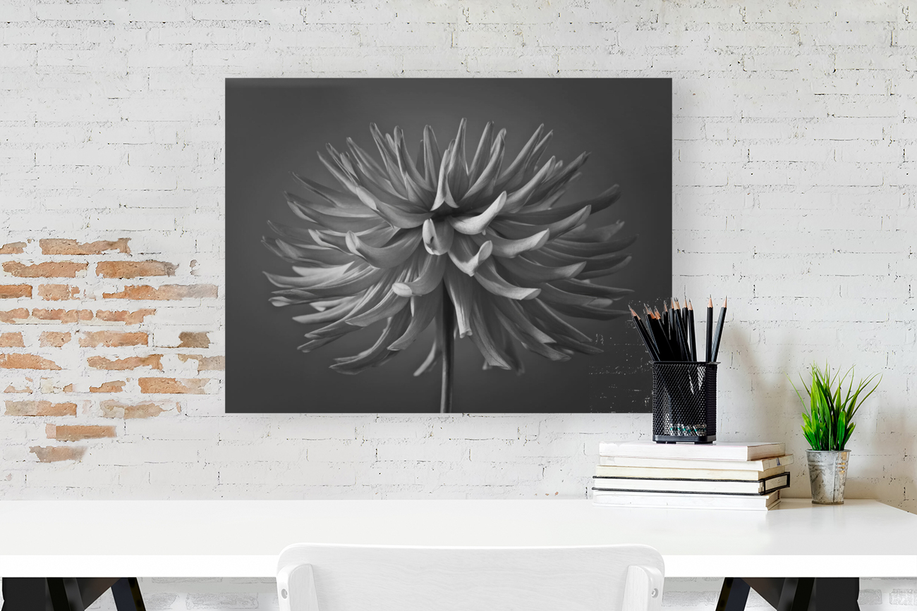 Dazzling Dahlia Reproduction