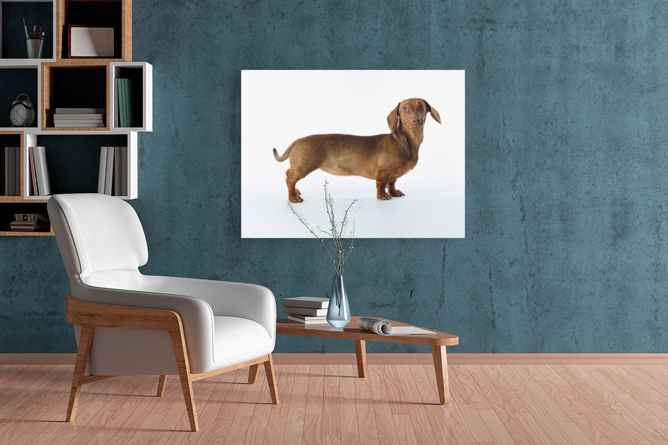Lovable Dachshund Reproduction