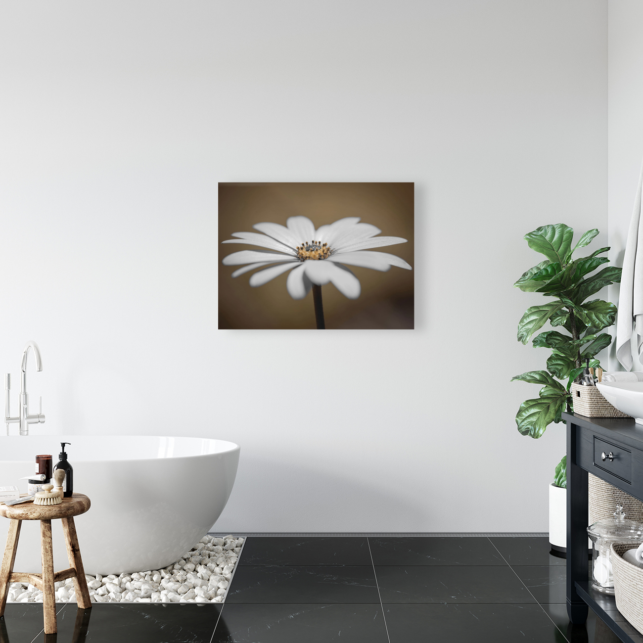 African Daisy Reproduction
