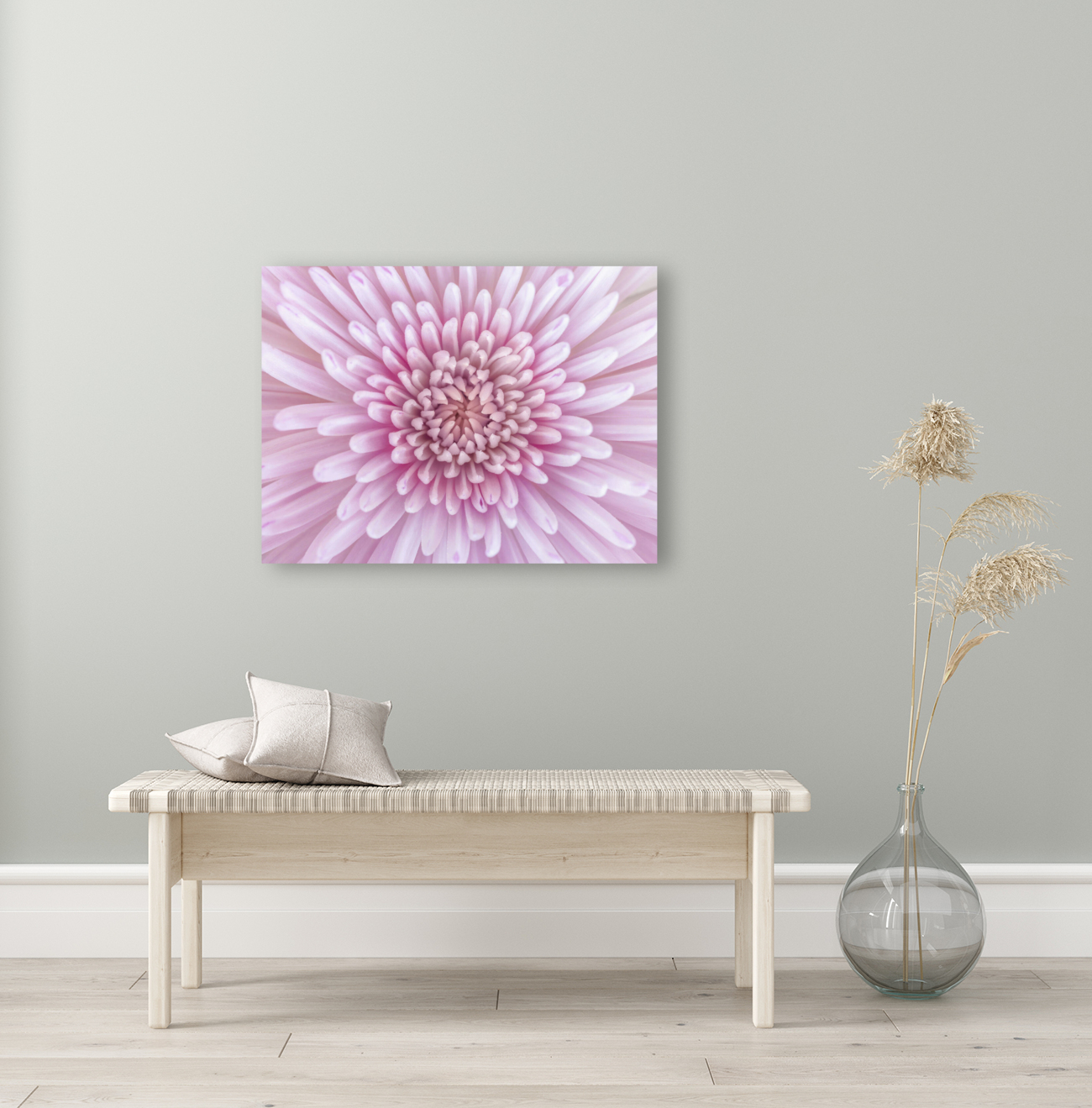 Chrysanthemum Flower Reproduction