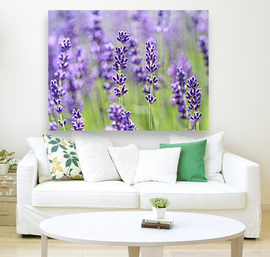 Lavender Field Reproduction