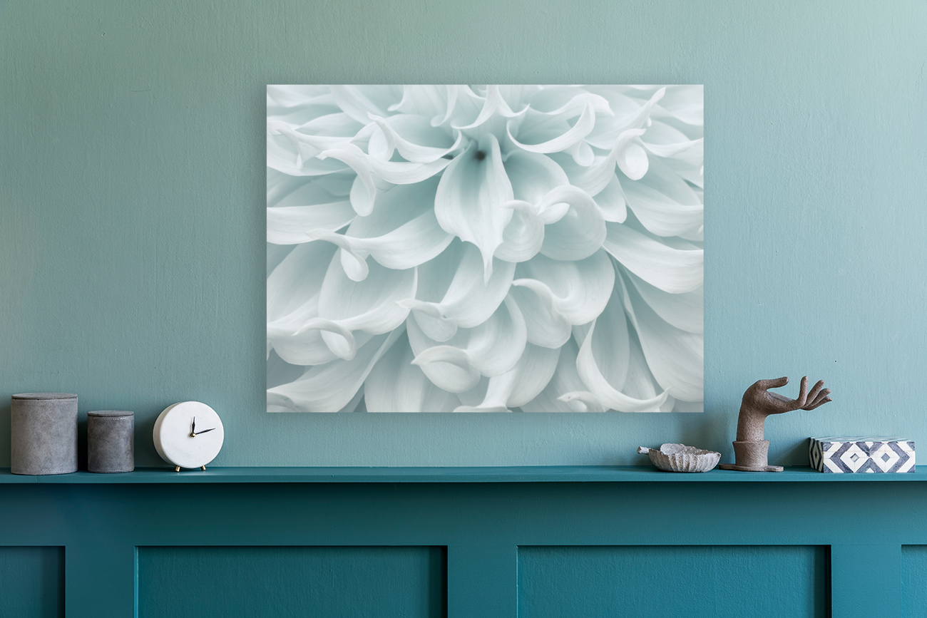 Dahlia close-up Reproduction
