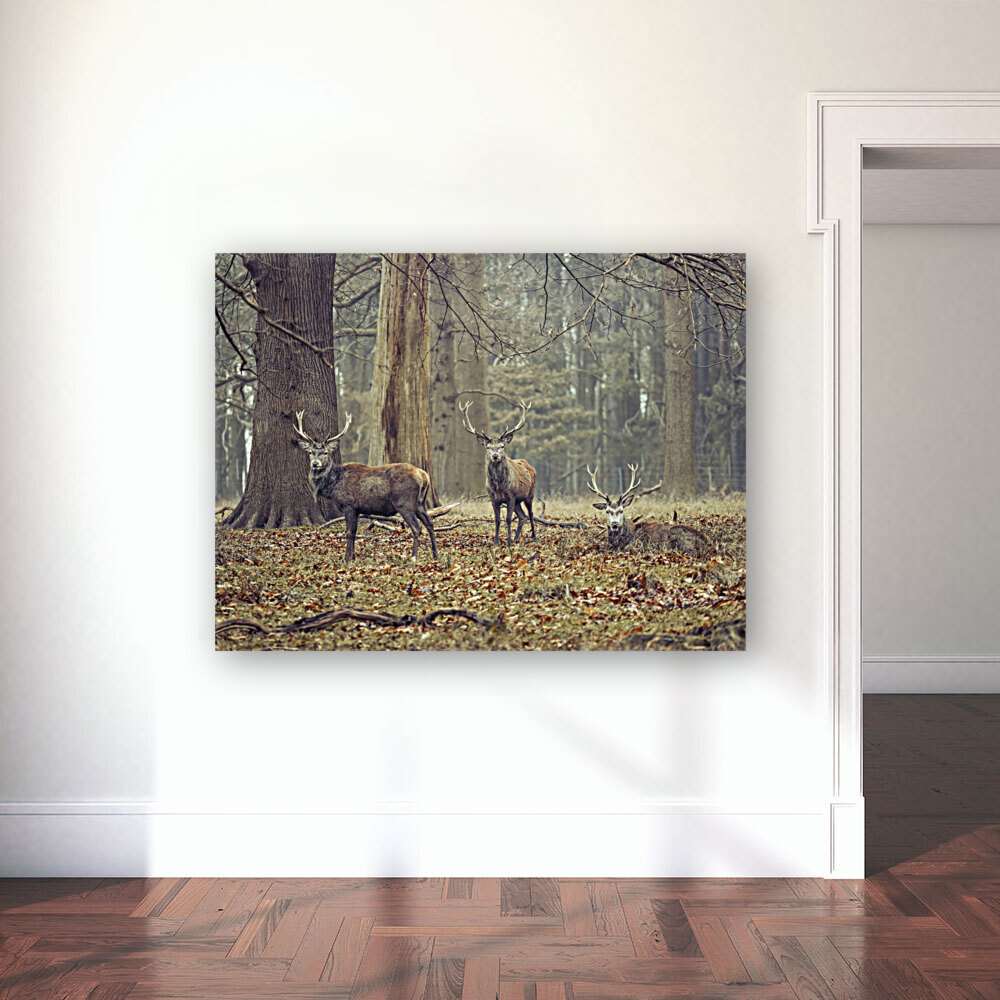 Stags in the forest Reproduction