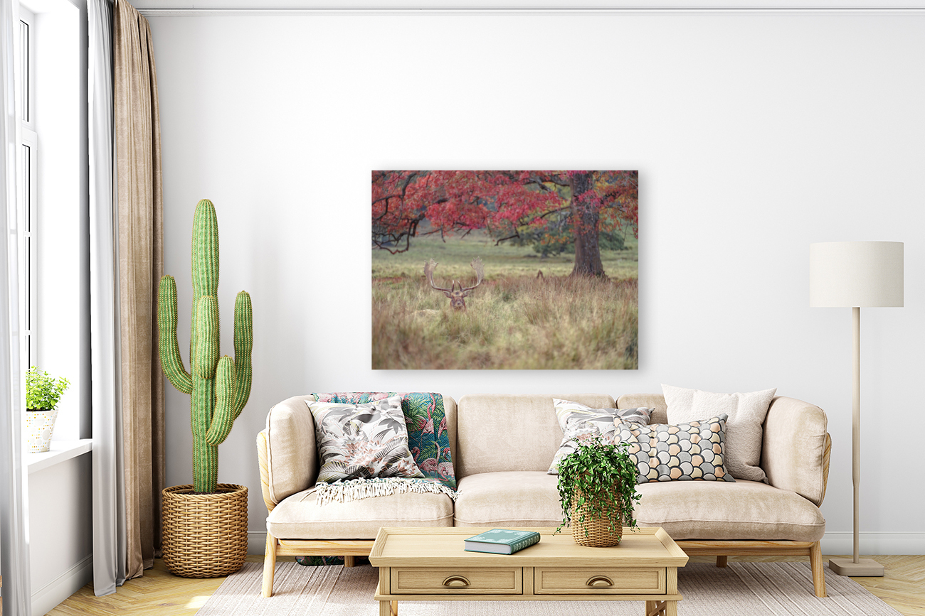 Stag in a field Reproduction