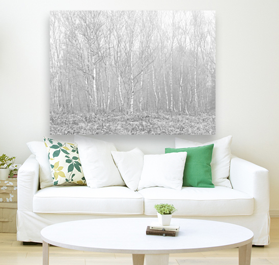Silver Birch trees Reproduction