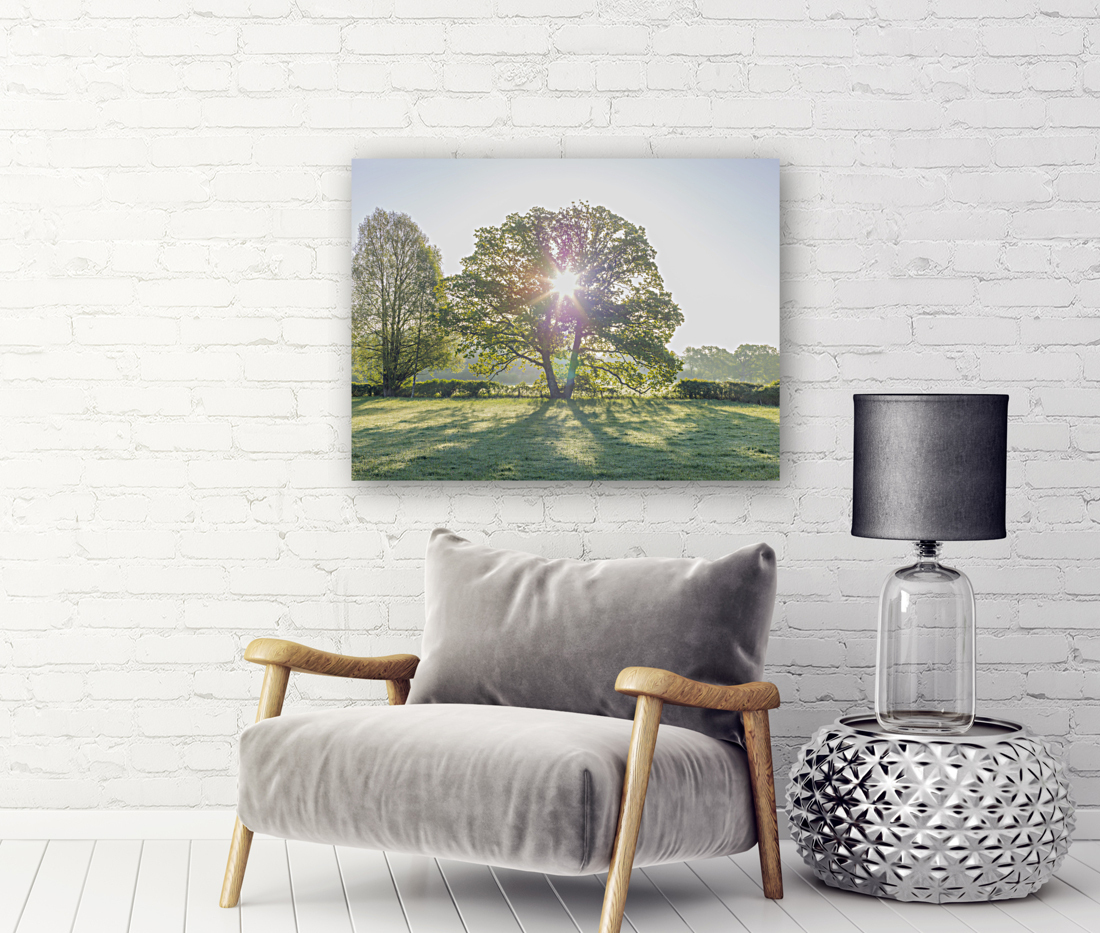 Sun burst through a tree Reproduction