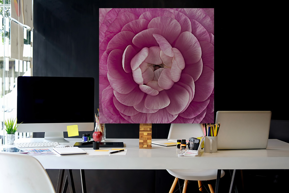 Pink Ranunculus Reproduction