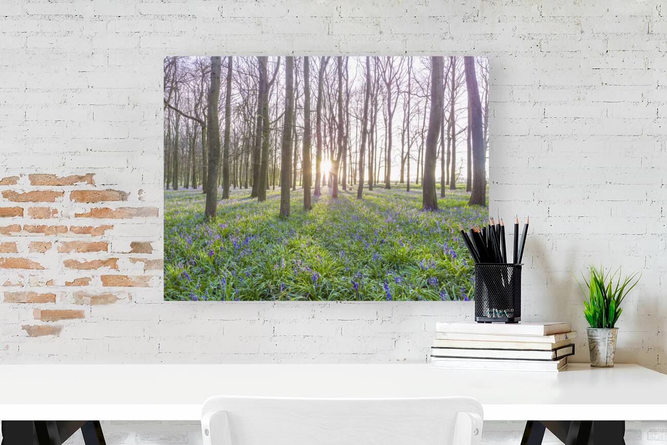 Awakening Serenity Reproduction