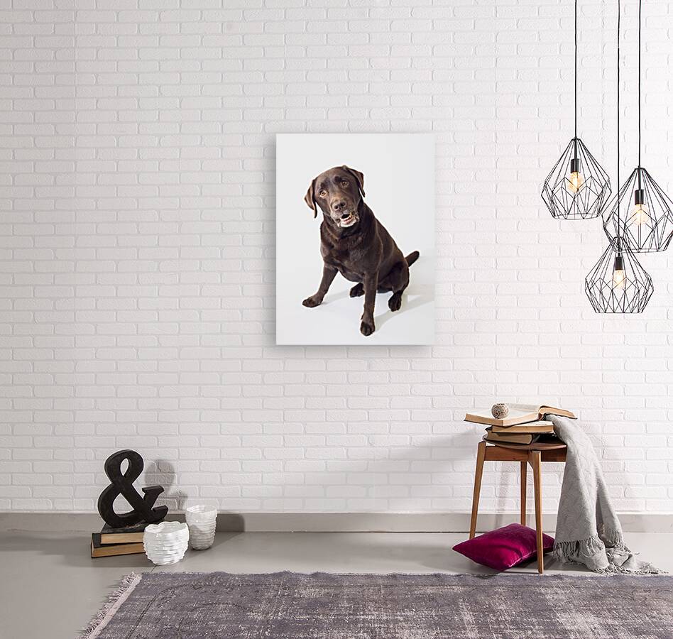 Brown Labrador Reproduction