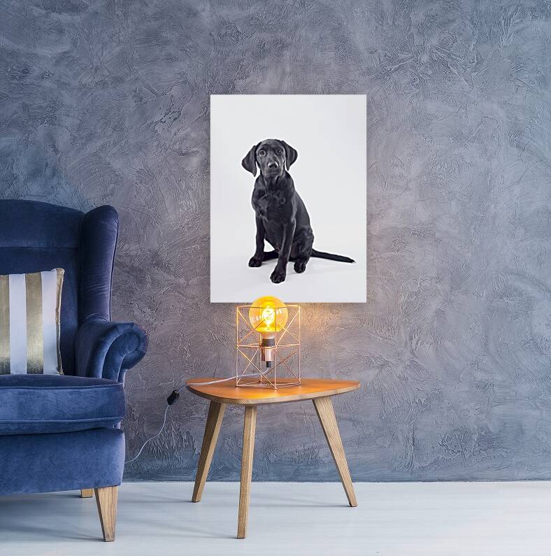 Black Labrador Reproduction