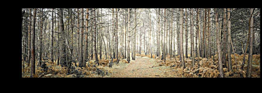 Pathway through forest Reproduction