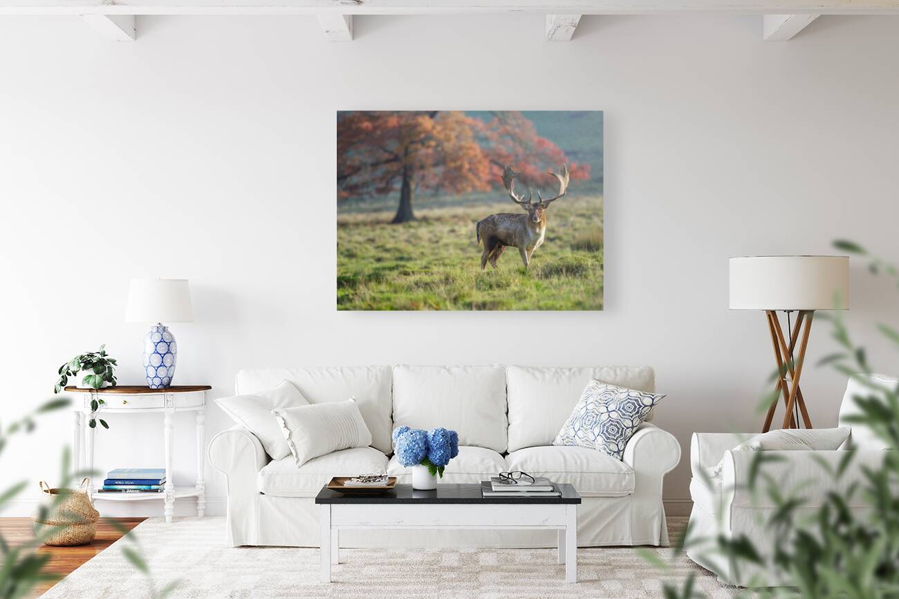 Stag in wild Reproduction