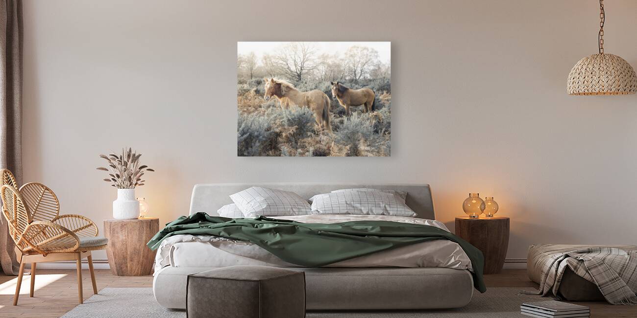 Wild Horses Reproduction