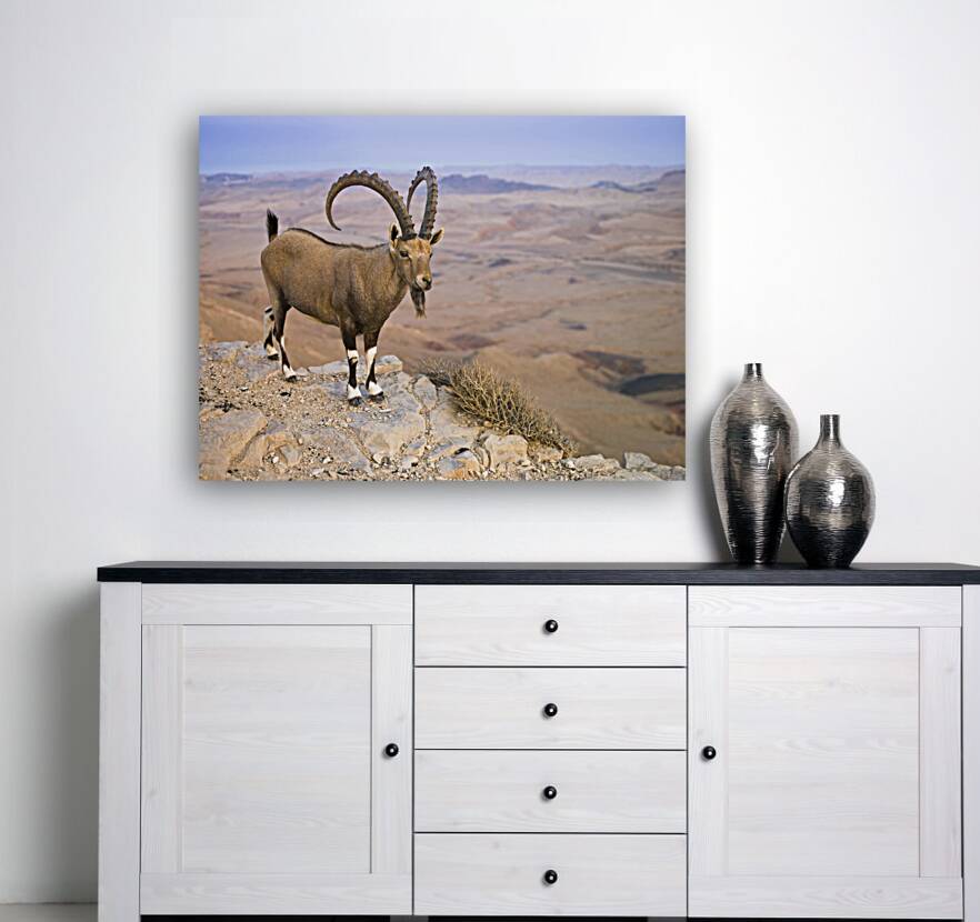 Ibex on cliff Reproduction