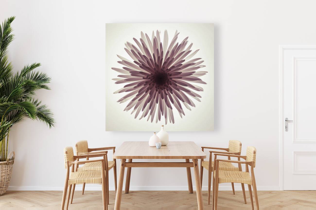 Glowing Chrysanthemum Reproduction