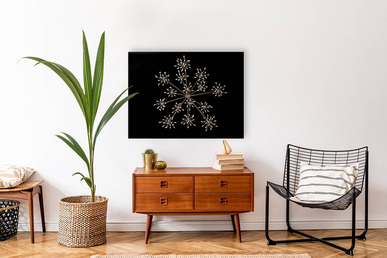 Cow Parsley Reproduction
