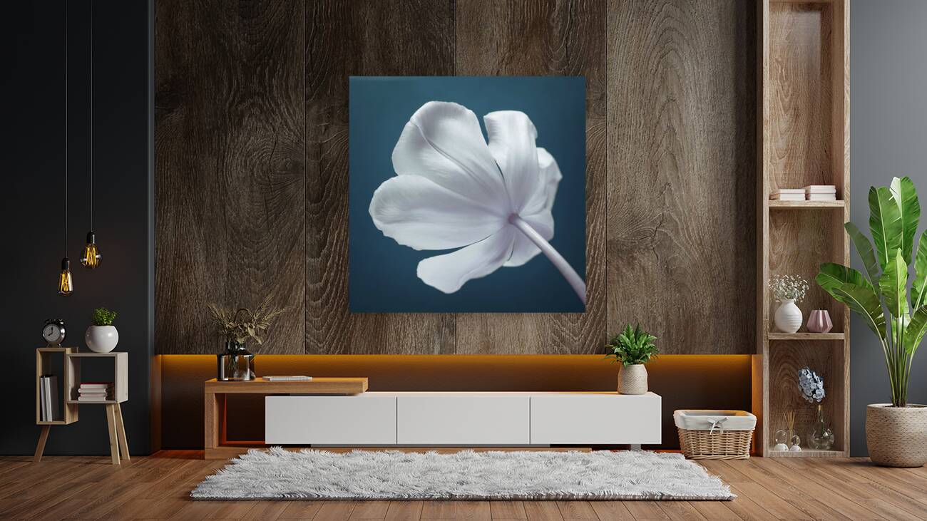 Tulip flower Reproduction