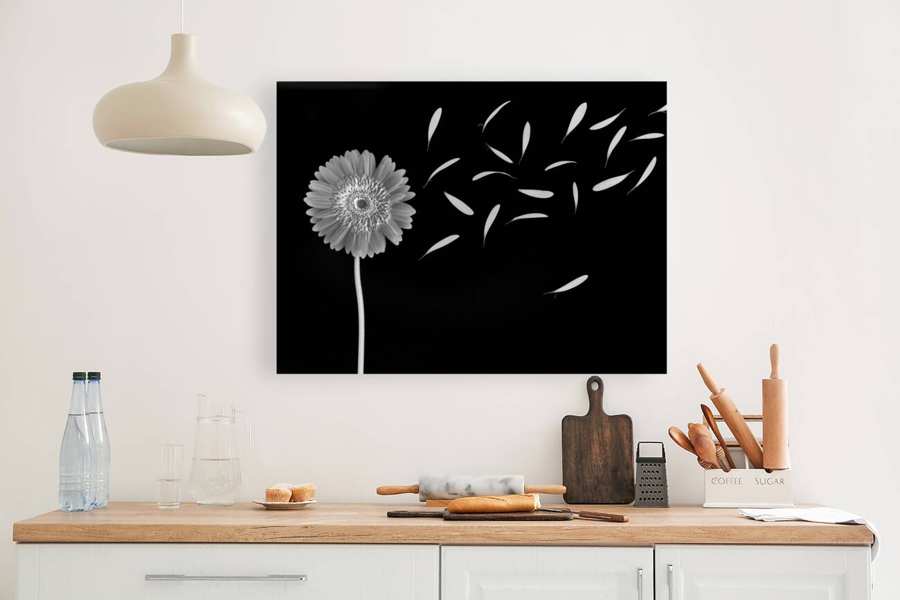 Flying Gerbera Reproduction