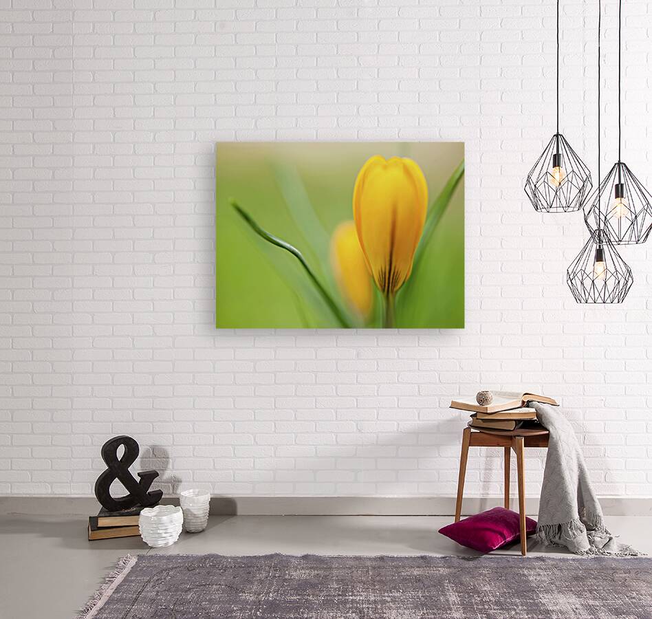 Yellow Crocus Reproduction